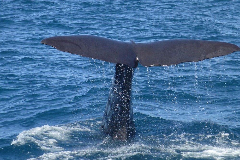 A Whale Watching Guide For You